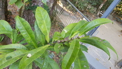 Symplocos cyanocarpa