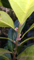 Symplocos cyanocarpa