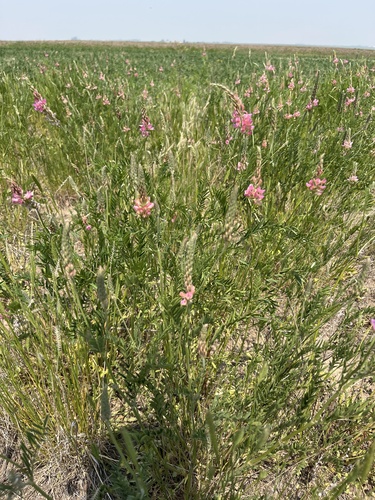 Sainfoin