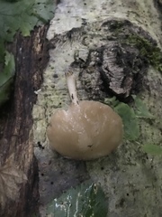Pluteus leucoborealis