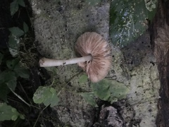 Pluteus leucoborealis
