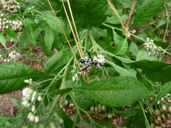 Zethus spinipes variegatus