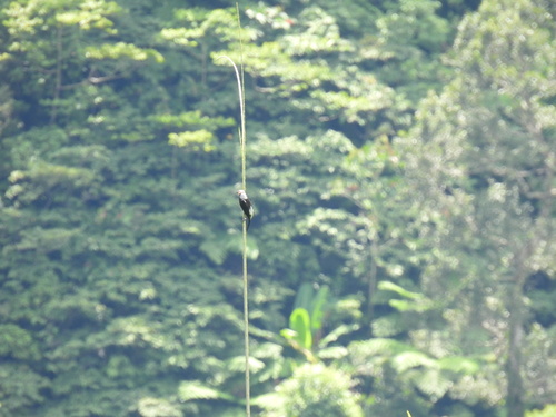 Sarcops calvus observed 2025-05-08