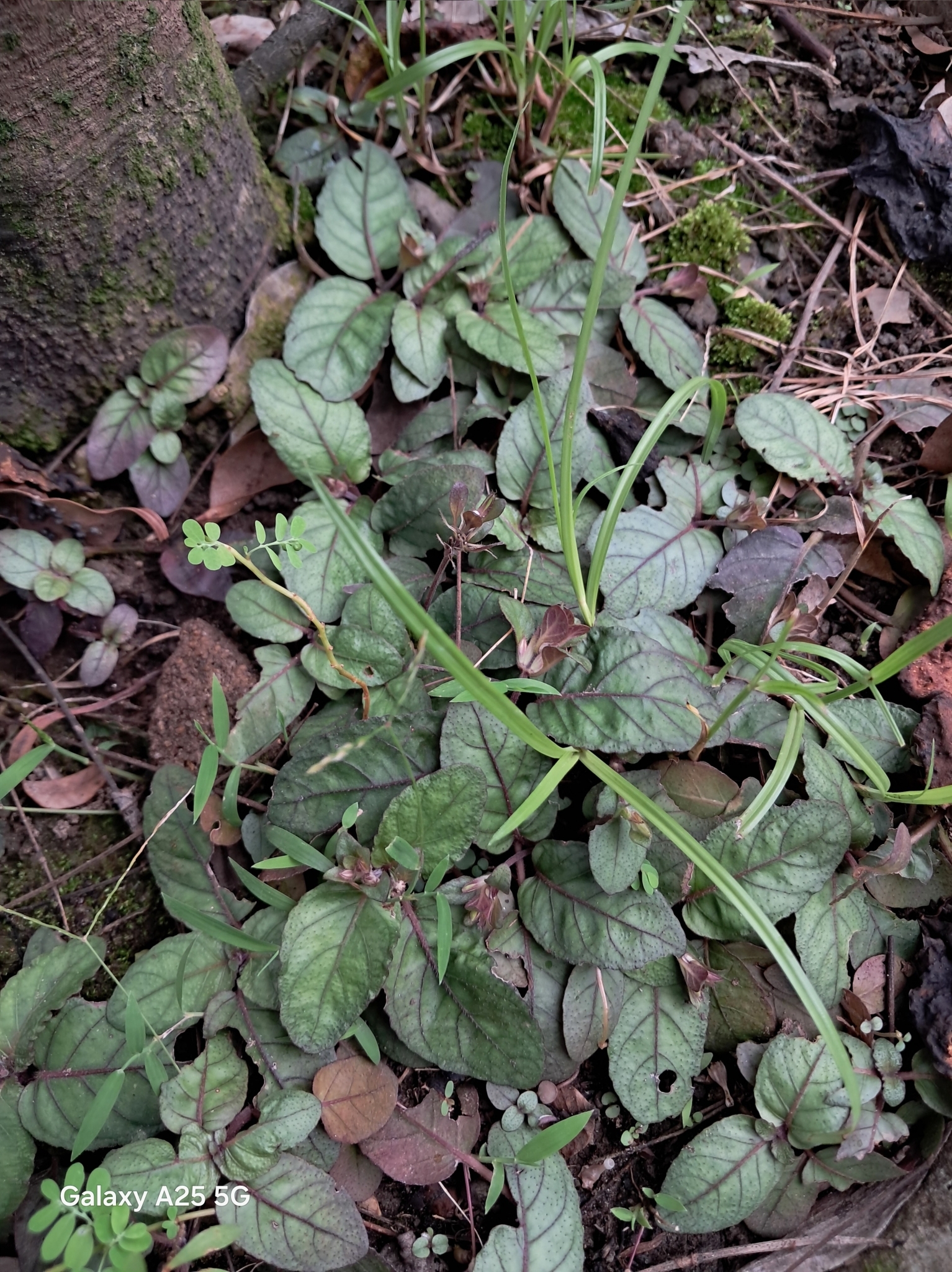 Strobilanthes reptans (Strobilanthes reptans)