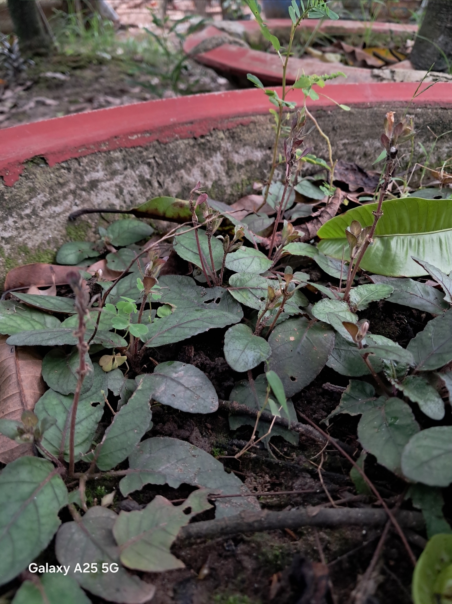 Strobilanthes reptans — ảnh 2
