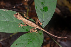 Anolis trachyderma