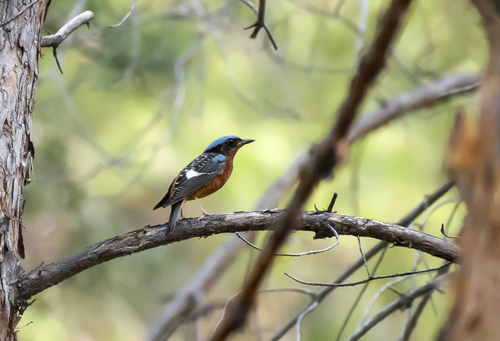 White-throated Rock Thrush (Monticola gularis), photo 4