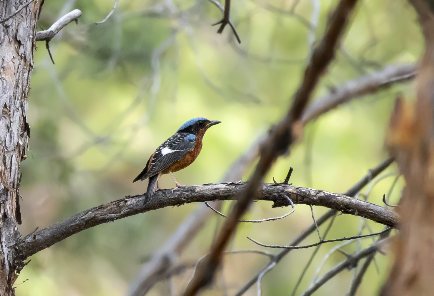 White-throated Rock Thrush