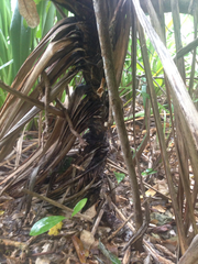 Phormium cookianum hookeri