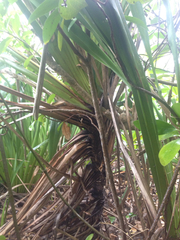 Phormium cookianum hookeri