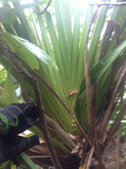 Phormium cookianum hookeri