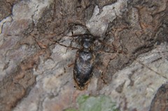 Eutrichillus comus