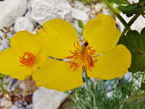 Hunnemannia fumariifolia