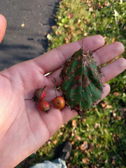 Crataegus holmesiana