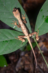 Anolis trachyderma