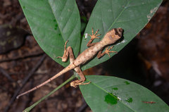 Anolis trachyderma