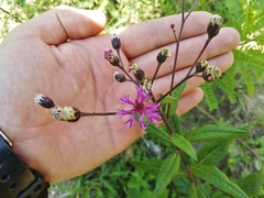 Vernonia greggii