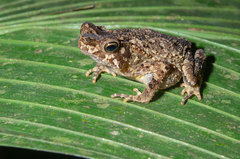 Rhinella margaritifera