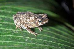Rhinella margaritifera