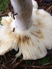 Russula mendocinensis
