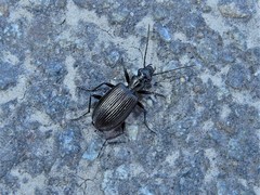 Actenonyx bembidioides