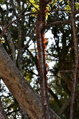 Heteromorpha arborescens abyssinica