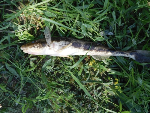 Zingel (Zingel zingel) — Percidae