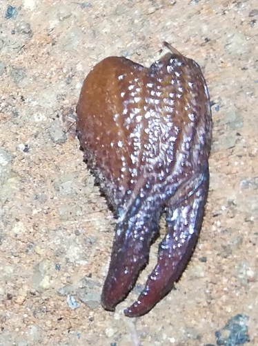 Pandinurus gregoryi