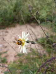 Dasypoda