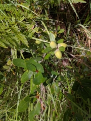 Quercus vacciniifolia
