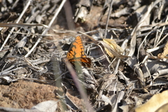 Byblia ilithyia