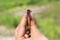 Macrothemis inacuta