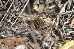 Byblia ilithyia