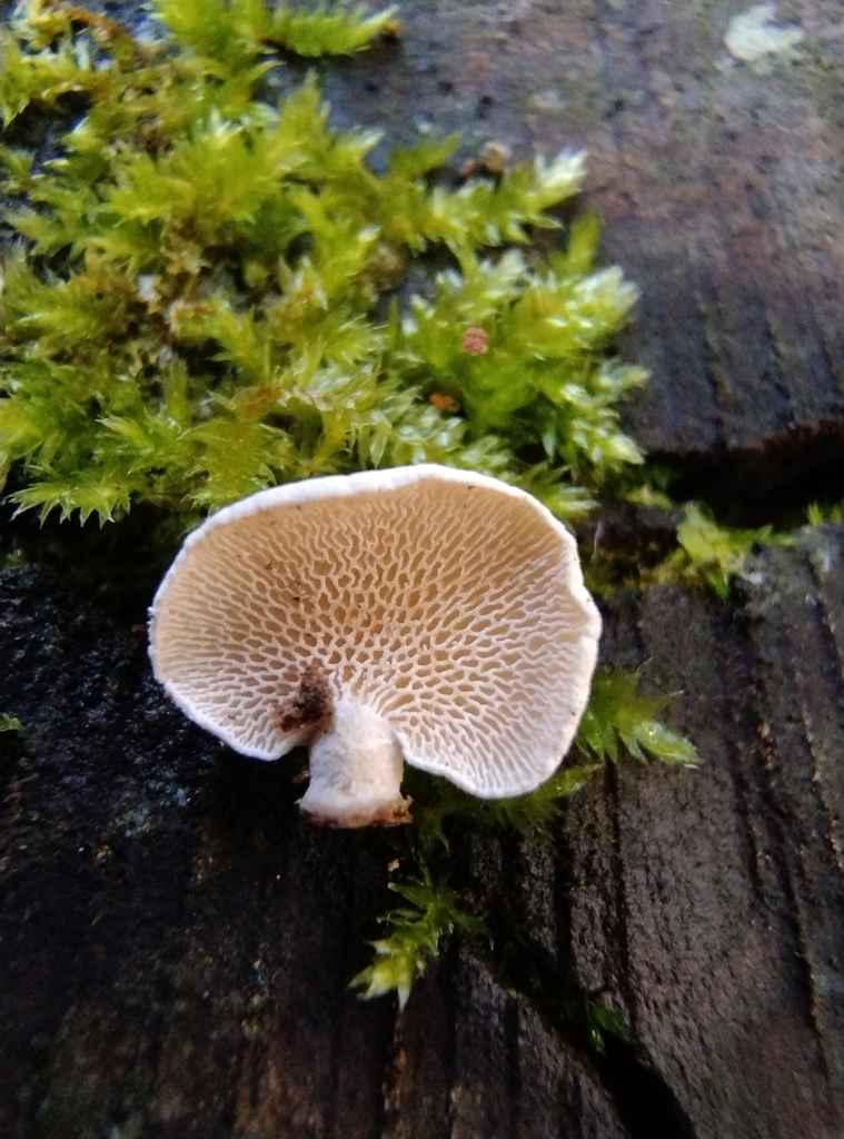 Panellus pusillus · June 2025 · photo: © lelacappelli (iNaturalist, cc0)