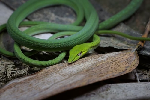 Oriental Whipsnake