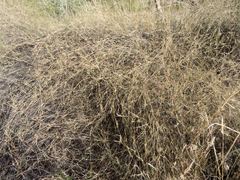 Muhlenbergia porteri