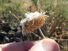 Cirsium neomexicanum