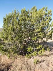 Juniperus arizonica