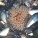 Canjica Anemone - Photo (c) Pablo Balduvino, some rights reserved (CC BY-NC), uploaded by Pablo Balduvino