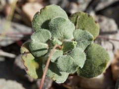 Eriogonum arizonicum