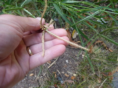 Eleusine indica