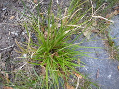 Eleusine indica