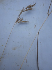 Bromus lanceolatus, photograph (c) Pere Barnola, some rights reserved (CC BY-SA)