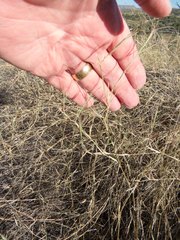 Muhlenbergia porteri