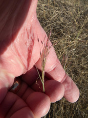 Muhlenbergia porteri