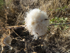 Cirsium neomexicanum