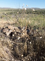 Cirsium neomexicanum
