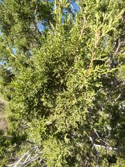 Juniperus arizonica
