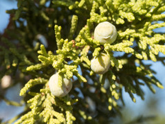 Juniperus arizonica