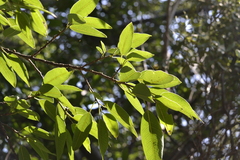 Ficus salicifolia